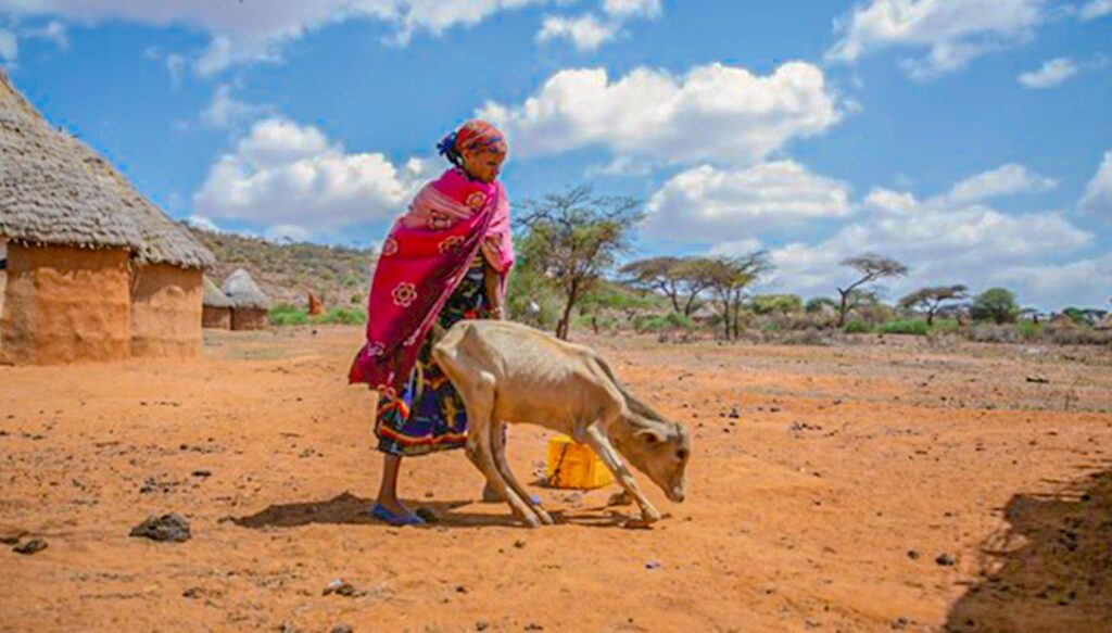 The cow staggering in the hands of a women who attempts to help both affected by the drought